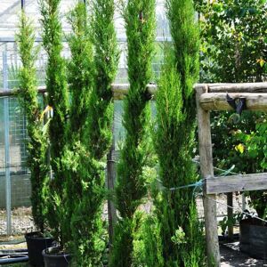 Cupressus sempervirens 'Pyramidalis' 175-200 cm